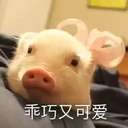 套路表情包一套猪眼神