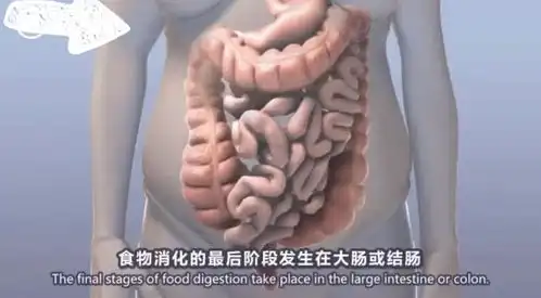  便秘肠道不好可以吃益生菌吗求推荐