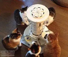 群聚在取暖炉面前的猫咪们搞笑图片  群聚在取暖炉面前的猫咪们搞笑图片