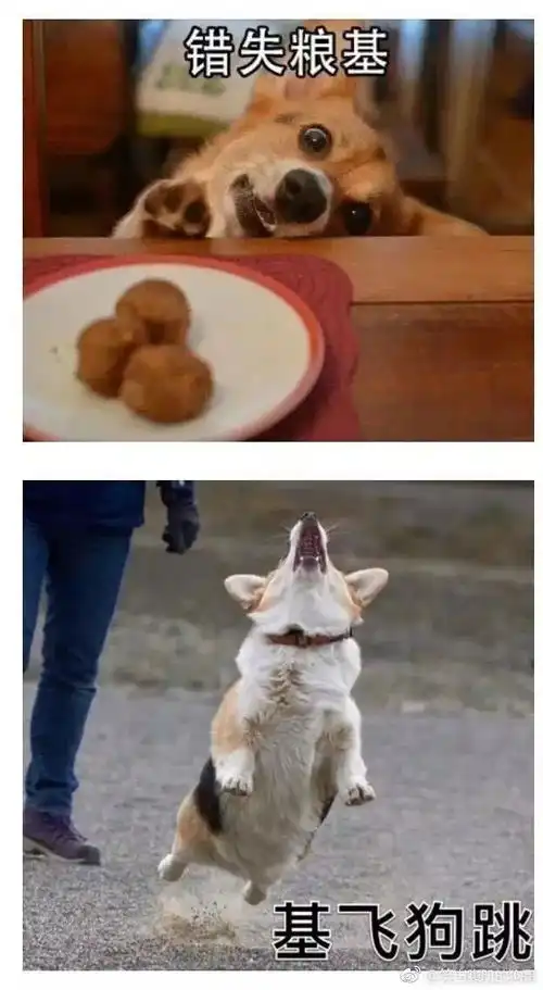 哈士奇犬搞笑图片柯基