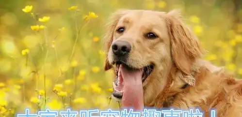  猫咪爱欺负小老虎,时隔多年两只再相见,老虎的举动让铲屎官泪目