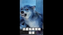  搞笑动态趣图gif看涡轮增压鸭