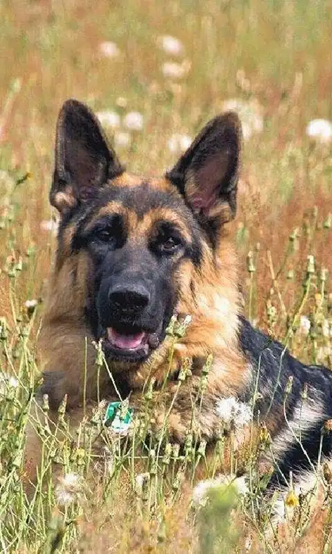  德国牧羊犬拼图好玩吗怎么玩德国牧羊犬拼图游戏介绍