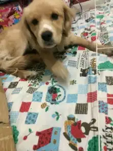  这是拉不多拉多串的土狗,还是可卡串的土狗怎么不像金毛