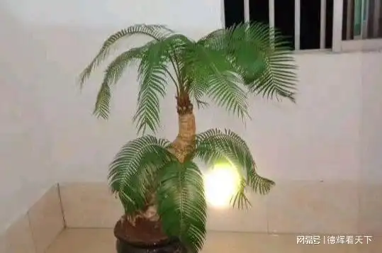  别傻了不是什么绿植都可以放家里,这5种影响身体健康,扔了吧
