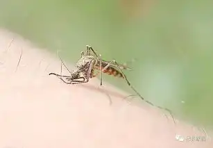  杞县的蚊子都去哪了为你揭密搜狐母婴搜狐网