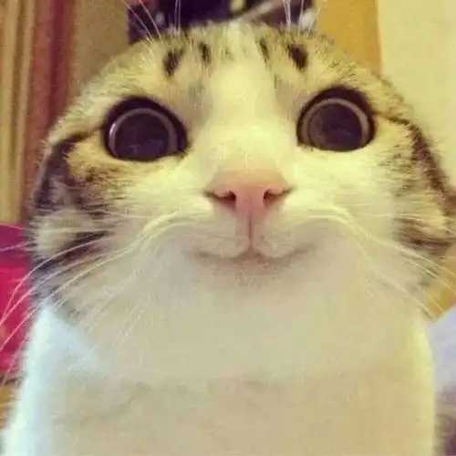 搞笑趣图18个不同寻常的动物可爱的一面,都可以当演员了  搞笑趣图18个不同寻常的动物可爱的一面,都可以当演员了