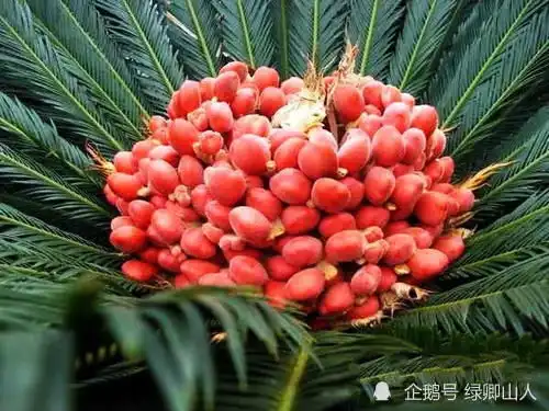 第24集铁树开花,哑巴说话,凤凰抱蛋吉祥的象征
