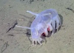  海猪