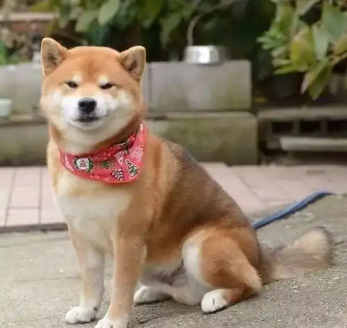  柴犬露出霸道总裁式的邪魅狂狷笑容,感觉被撩到了