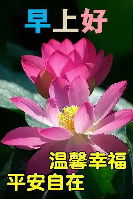  可爱的早上好带字表情包,暖暖的祝福,愿各位亲友们一切安好