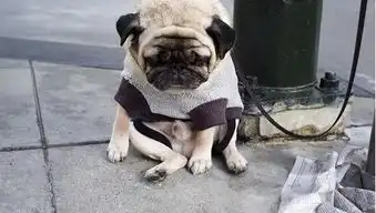  为什么受伤的总是我