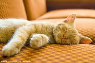 猫咪太胖了怎么办猫咪太胖了,怎么减肥  猫咪太胖了怎么办猫咪太胖了,怎么减肥