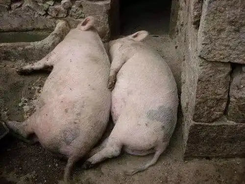  这几种菜竟然是喂猪的好东西,千万别再当烂菜给仍了