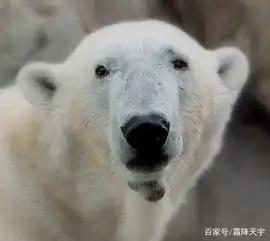  搞笑幽默图片段子笑话大哥,你家的南瓜长成鸭子了,神奇