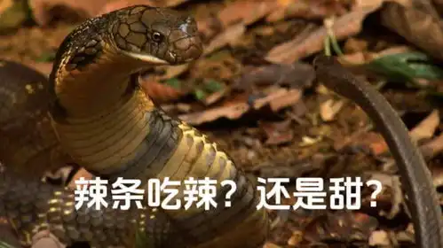  眼镜蛇吃辣条,口味方面发生了分歧搞笑动物动物世界蟒蛇