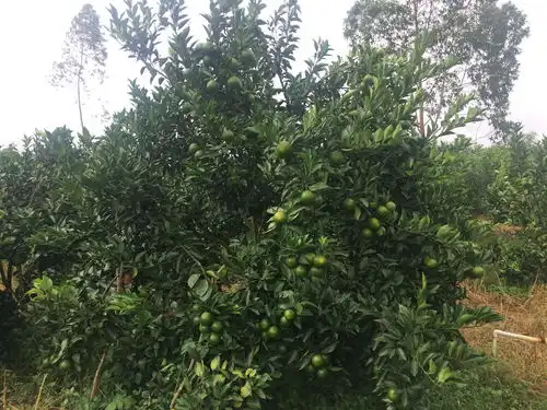  山竹台风过后小编走进红江橙果园,第一时间给您报道红江橙现场情况