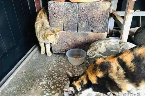 猫咪半夜闯客房,强行陪睡软烂瘫倒床,网友霸猫硬上弓