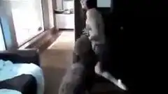  搞笑20120509动物奇趣总是想脱妹纸内裤的好色汪星人