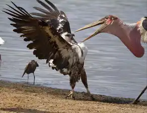  看看动物们是如何打架的