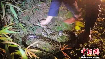  西双版纳植物园食堂现野生巨蟒