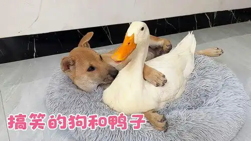  鸭子霸占了狗窝,狗的反应如何搞笑的狗软硬兼施,赶走了大鸭子