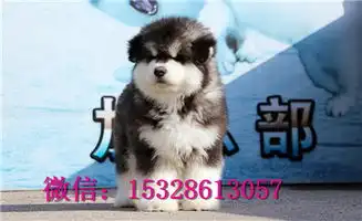  河东哪里有哈士奇出售健康哈士奇多少钱棕色哈士奇图片双血统哈士奇