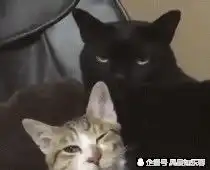 王八图片卡通搞笑小黑屋