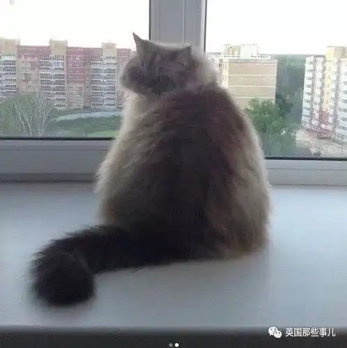  ins上有个专门画猫的灵魂画手,这丑萌的画风,感觉他会被喵星人打死