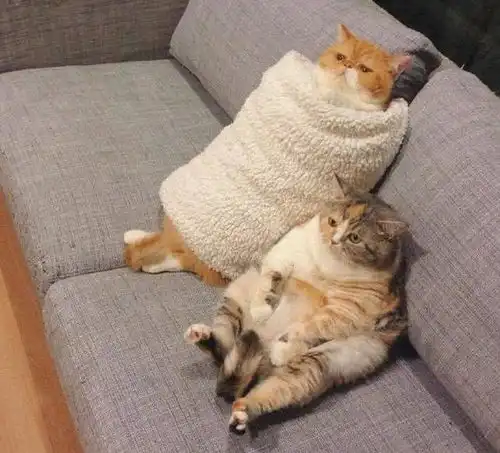  看看现在多少人是这样坐在沙发上的