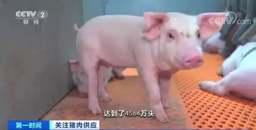  春节期间卖一头猪,亏300元养殖企业亏损也要卖