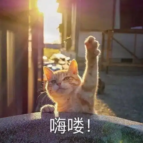 哈哈喵开黑的表情包头像