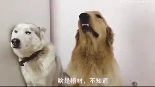  好不容易和女神同床共枕,哎呀妈呀,敲锣打鼓干啥呀