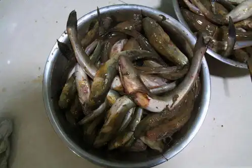  这鱼活不过冬天,喜欢生活在盐窝子里,钓鱼人叫它海鲶鱼
