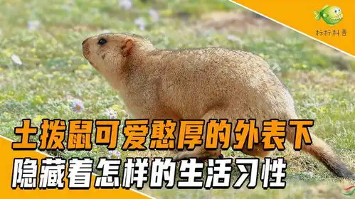  搞笑担当土拨鼠,可爱憨厚的外表下,隐藏着怎样的生活习性