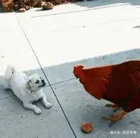  搞笑gif猫论碰瓷,我是专业的