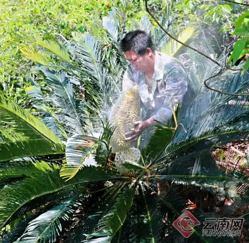  罕见风景云南大围山红河苏铁雌雄花同季绽放