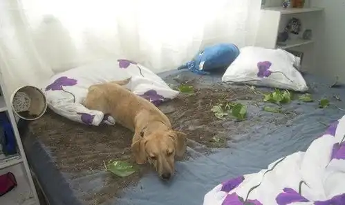 想养一只狗我怕你承受不了它的沙雕,先看看这15张搞笑图片吧  想养一只狗我怕你承受不了它的沙雕,先看看这15张搞笑图片吧