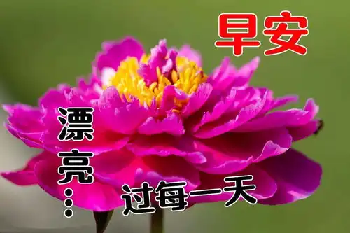 早上好老年人表情包花