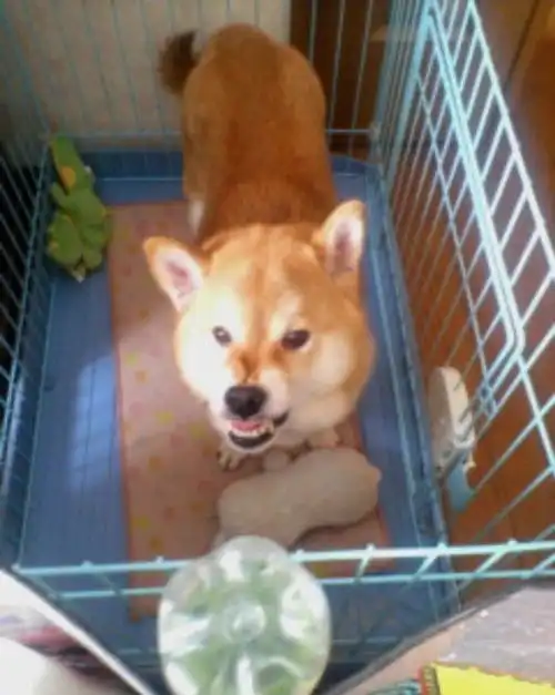  柴犬睡醒样子十分爆笑,主人一番话却让人悲伤