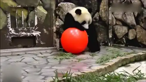  熊猫玩球,滚来滚去的,真是太好玩了