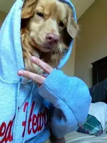  嘻哈宠物狗的爆笑自拍