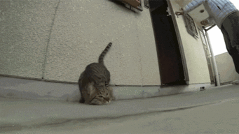  傻了吧本猫从不走路,都是用飞的