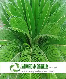  多头苏铁,铁树,多头苏铁价格长沙苗木基地