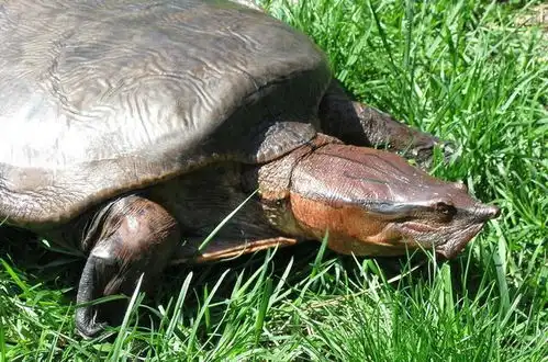 俗语千年的王八万年龟,下一句更有趣,可惜知道的人寥寥无几  俗语千年的王八万年龟,下一句更有趣,可惜知道的人寥寥无几
