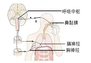  男孩路经某处时,听见犬吠快速逃离请据图回答1男孩听见大吠快速奔跑,完成该反应的神经结构是在这个过程中,感受刺激产生神经冲动的结构是耳的