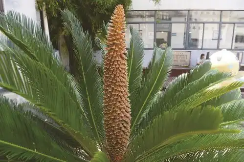 雌雄铁树同开花 雌雄铁树同开花