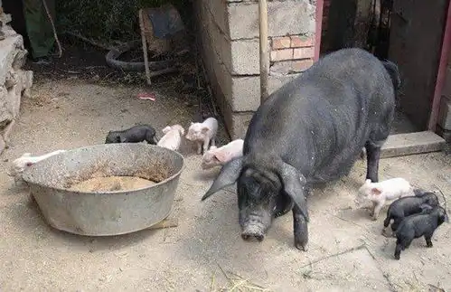  育肥猪催肥常见的误区,看看你中招了吗