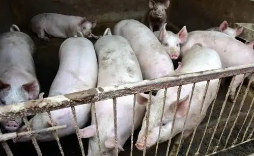  防不胜防猪身上最毒的部位,国内早已禁售,但仍有多人在吃