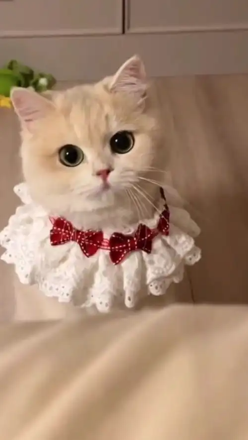 猫咪超治愈的小萌猫的小奶猫  猫咪超治愈的小萌猫的小奶猫